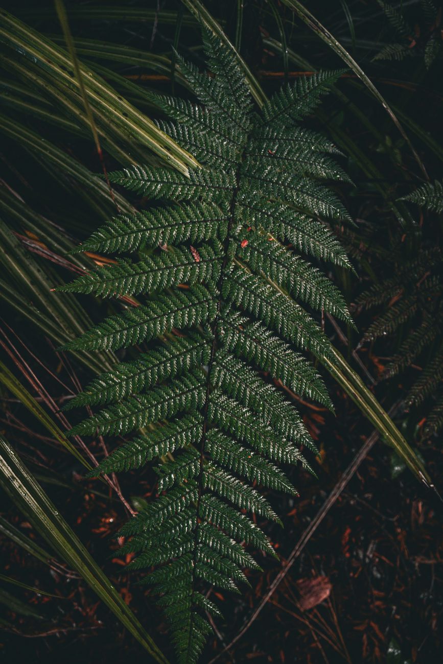 A deep mountain valley in New Zealand with lush native greenery