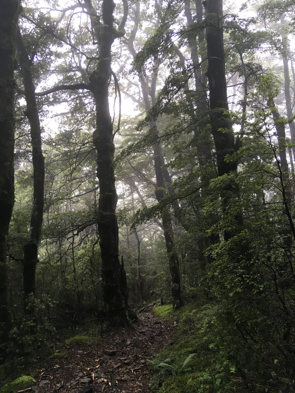 Deep green native bush and stream walk NZ